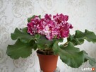 Fiołki Kolekcjonerskich. Streptokarpus. - 6