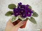 Fiołki Kolekcjonerskich. Streptokarpus. - 7