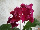 Fiołki Kolekcjonerskich. Streptokarpus. - 1
