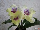 Fiołki Kolekcjonerskich. Streptokarpus. - 3