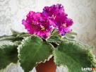 Fiołki Kolekcjonerskich. Streptokarpus. - 5