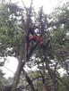 Wycinka i Pielęgnacja Drzew - 6