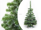 CHOINKA SOSNA BIAŁE KOŃCE Od 100 - 220 cm - 3