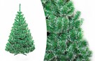 CHOINKA SOSNA BIAŁE KOŃCE Od 100 - 220 cm - 2