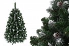 CHOINKA SOSNA WYCINKA SREBRNA Od 120 - 250 cm - 1