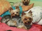 mini yorki, yorkshire-reproduktor - 7