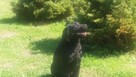 Reproduktor labrador retriever FCI po Championie ZKWP - 3