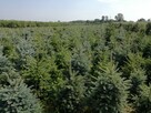Świerki, jodły Choinki Świąteczne - SPRZEDAM!!! - 6
