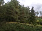 Działka siedliskowa 4 000m2 we wsi Wierzchownia,gmina Górzno - 3