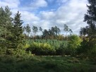 Działka siedliskowa 4 000m2 we wsi Wierzchownia,gmina Górzno - 1