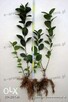 aronia sadzonki aronii 1,2,3 letnie ekologiczne - 4