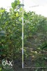 aronia sadzonki aronii 1,2,3 letnie ekologiczne - 3