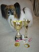 Papilon spaniel kontynentalny Reproduktor - 1
