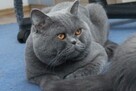 Unikatowy kociak-kocurek brytyjski niebieski i to jaki - 8