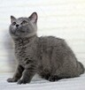 Unikatowy kociak-kocurek brytyjski niebieski i to jaki - 3
