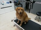 Salon Fryzjerski Dla Zwierząt ARGO - 3