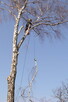 Drwale Łódź - Wycinka Drzew Metodą Alpinistyczną i Tradycyjn - 2