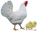Kury Nioski Leghorn - 2