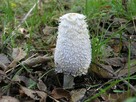 Super Mycelium. Grzybnia Biologiczna Czernidłak kolpakowaty - 2