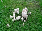 Super Mycelium. Grzybnia Biologiczna Czernidłak kolpakowaty - 3