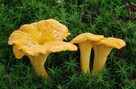 Super Mycelium. Grzybnia Biologiczna Pieprznik jadalny - 2