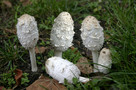 Super Mycelium. Grzybnia Biologiczna Czernidłak kolpakowaty - 1