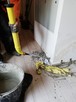 osuszanie budynków iniekcją krystaliczną Gdańsk olice - 2