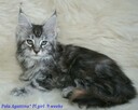 Cudowne kociaczki maine coon - 5