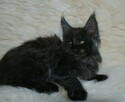 Cudowne kociaczki maine coon - 7