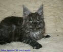 Wspaniałe kociaczki maine coon - 2