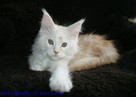 Cudowne kociaczki maine coon - 6