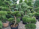 Niwaki - BONSAI ,Drzewka formowane -SZKÓLKA Ustroń w.śląskie - 5