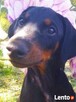 Szczenięta Doberman sprzedam - 3