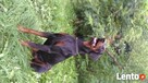 Szczenięta Doberman sprzedam - 4