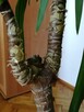 Sprzedam jukę - 3