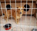 Roczny mix jamnik labrador wyrzucony po śmierci właściciela - 2