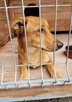 Roczny mix jamnik labrador wyrzucony po śmierci właściciela - 1