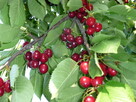 Czereśnie - przetwory: kompot - 4