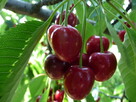 Czereśnie - przetwory: kompot - 2