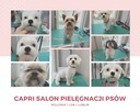 strzyzenie psow groomer lublin najtaniej - 1