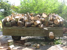 Drewno opałowe: sosna, świerk, lipa, wierzba - klocki 30 cm. - 2