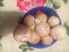 Kupię grzyby czaga, jaja sromotnika , czarcie jaja i inne - 3