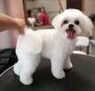 STRZYŻENIE PSÓW Salon PUPILEK Legnica fryzjer dla psa