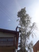 Wycinanie drzew. Usuwanie wiatrołomów. - 3