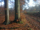 Inwentaryzacja dendrologiczna. Tarnów - 3