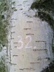 Inwentaryzacja dendrologiczna. Tarnów - 6