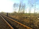 Inwentaryzacja dendrologiczna. Tarnów - 2