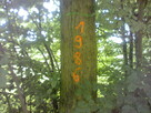 Inwentaryzacja dendrologiczna. Tarnów - 1