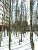 Inwentaryzacja dendrologiczna. Tarnów - 7