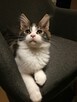 KOTKA MAINE COON czarno -biała -rodowód FPL/FIFE - 6